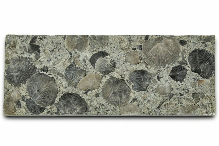 Fossil Brachiopod (Dalmanella) Plate - Indiana #325729